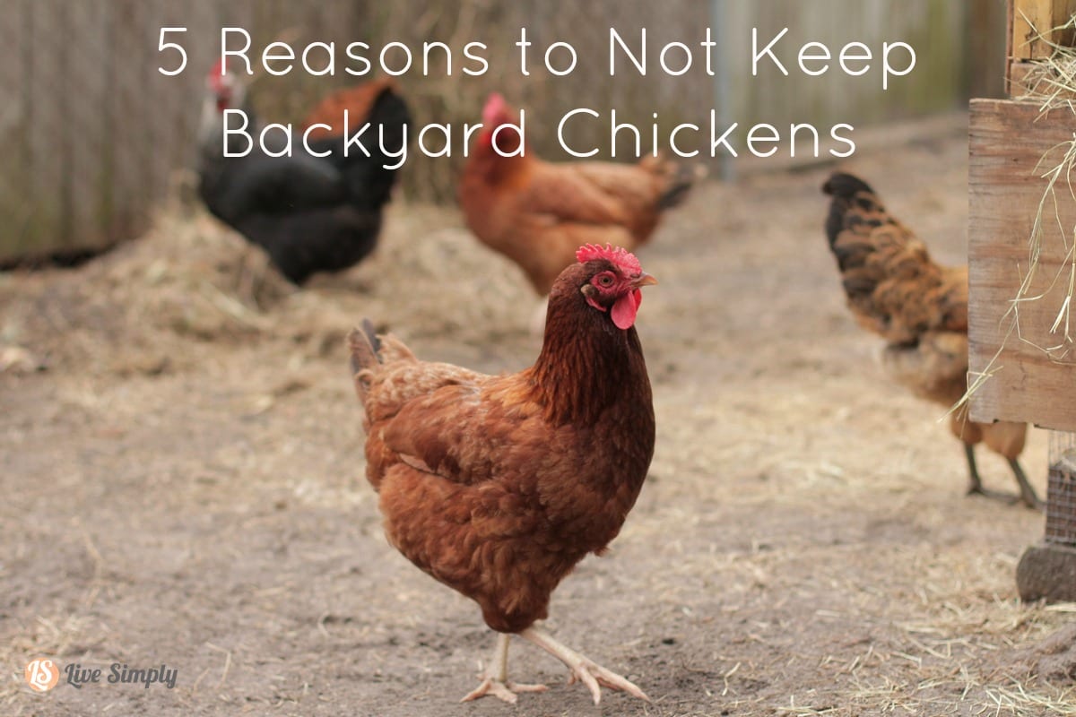 Five Reasons to Not Keep Chickens - Live Simply
