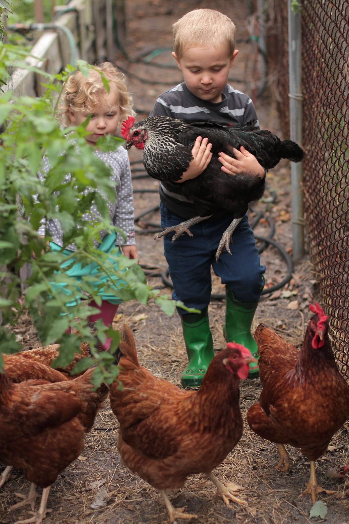 Five Reasons to Not Keep Chickens - Live Simply