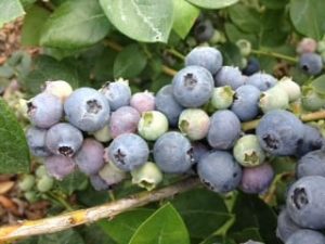 Shaking the Hand that Feeds You: Owen's Blueberry Farm - Live Simply