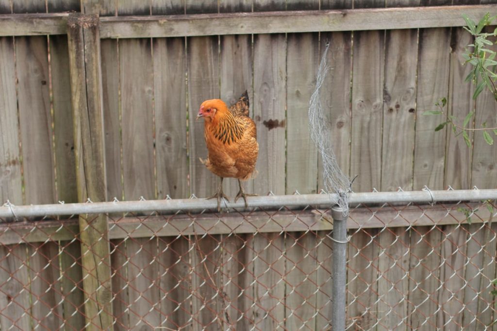 backyard chickens