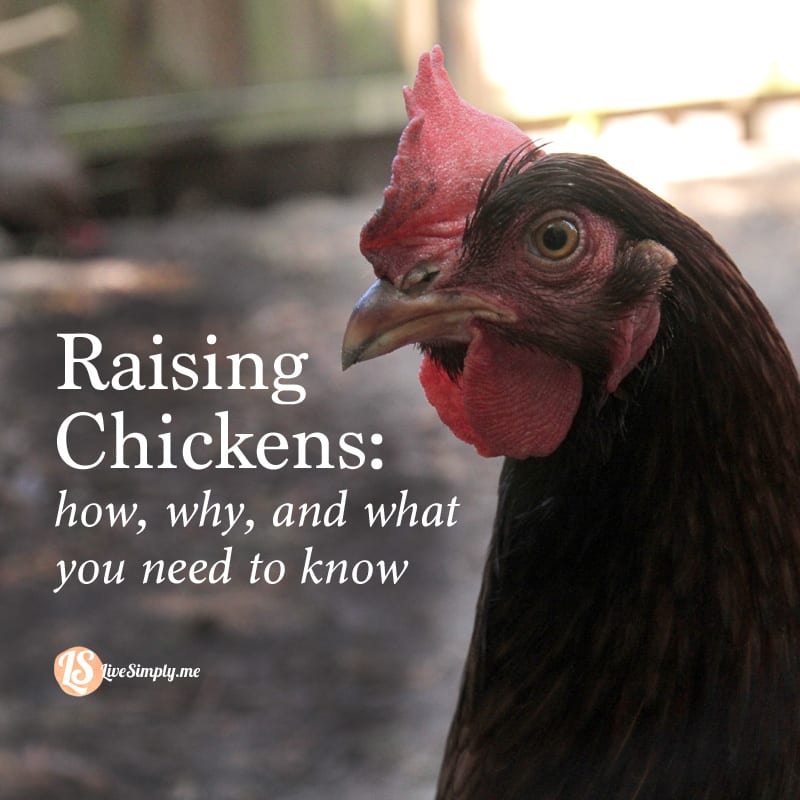 Raising Backyard Chickens: How, Why, and What You Need