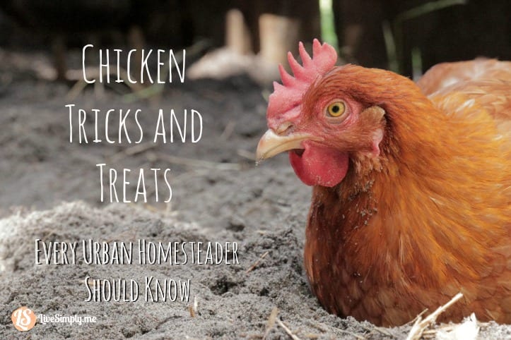 Chicken Tricks and Treats Every Urban Homesteader Should Know