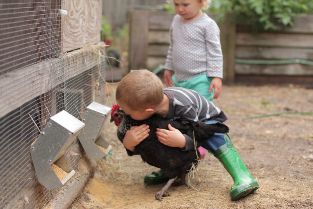 -backyard-chickens