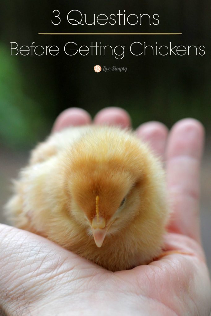 Thinking about getting chickens? Three important questions to ask yourself, now!