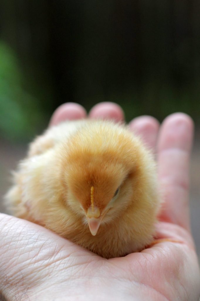 Thinking about getting chickens? Three important questions to ask yourself, now!