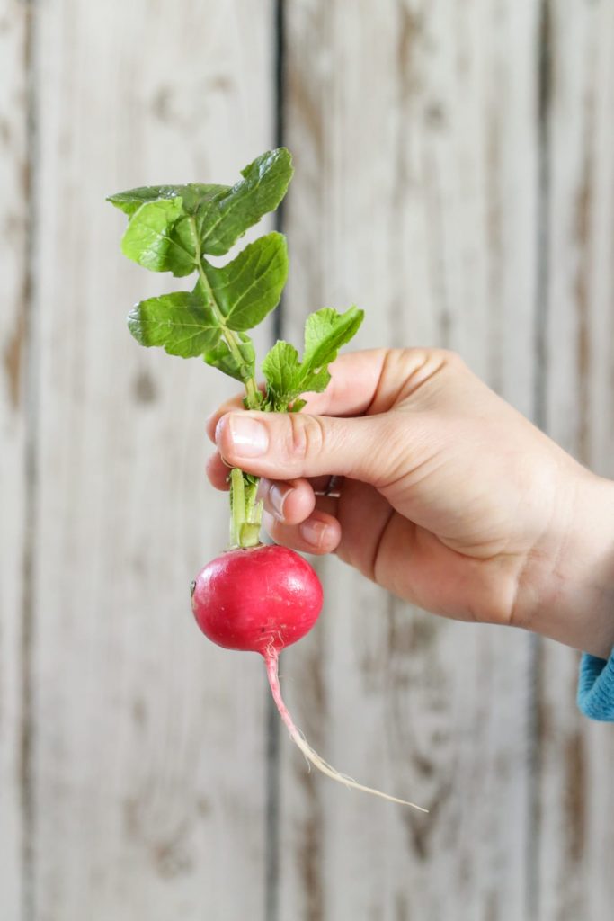 10 Money Saving Foods You Can Grow At Home