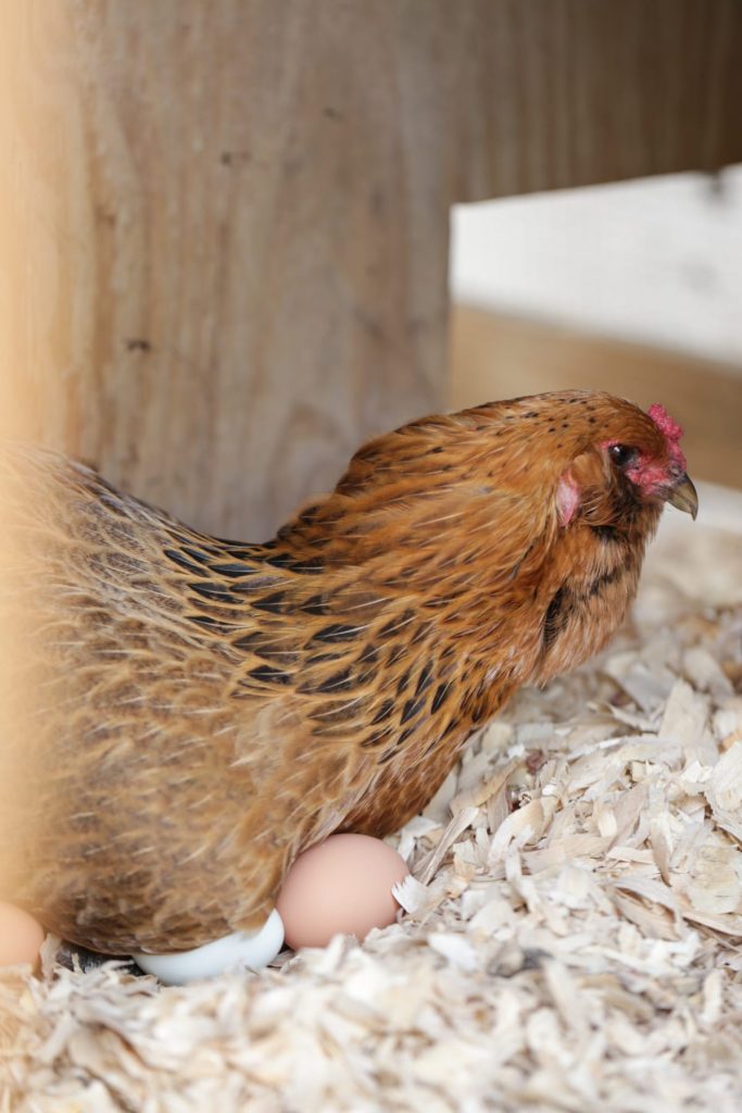 How To Build A Chicken Coop For Less Than 50 Live Simply