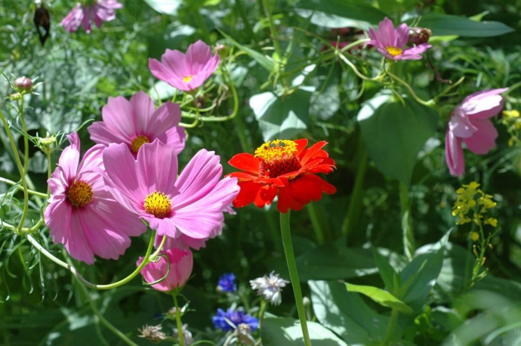 Creating a DIY Wildflower Garden will not only bring beauty to your yard, it can also help with your food garden as well!