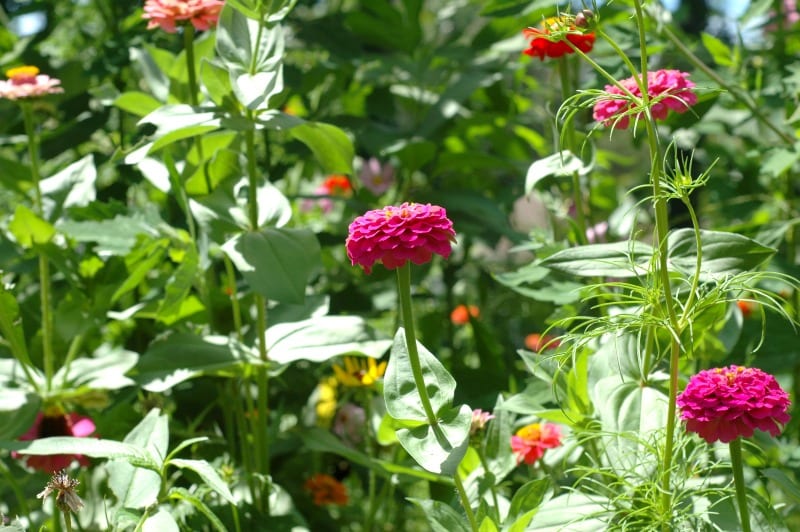 Creating a DIY Wildflower Garden will not only bring beauty to your yard, it can also help with your food garden as well!