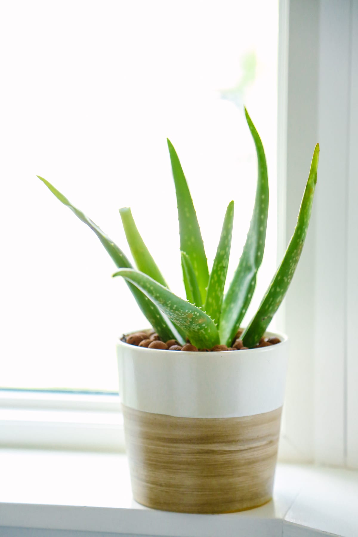 Aloe vera plant for skincare