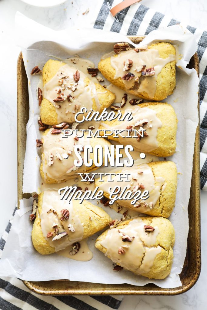 Pumpkin scones made with einkorn flour and naturally-sweetened with honey or maple syrup.