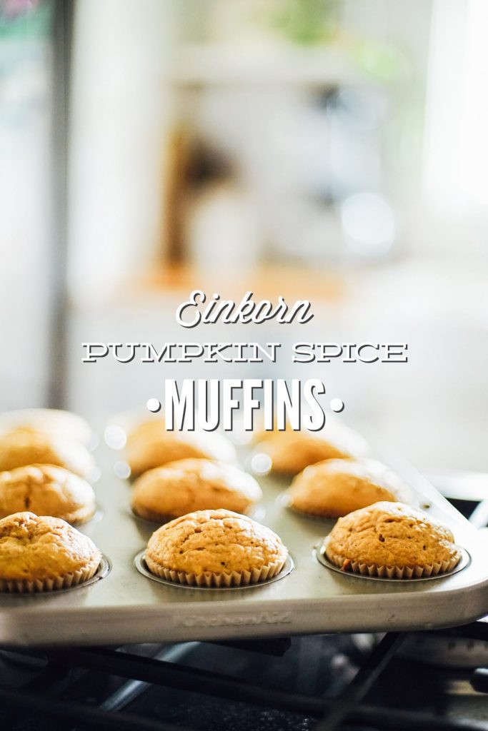 Homemade pumpkin spice muffins made with einkorn flour, pumpkin, a natural sweetener, and pumpkin pie spice.