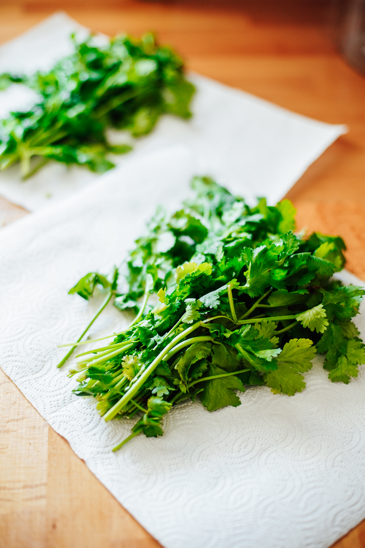 How to Store Cilantro (Best Ways) & Keep Fresh in the Fridge